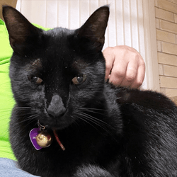 close up of a black cat sitting in owner's lap