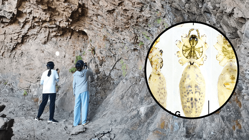 Two researchers use torches to look at the overhanging rocks. There is insert showing one of the new spider species.