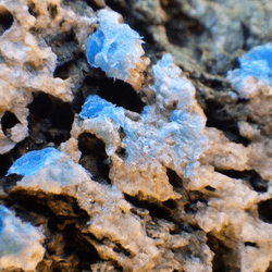 Blue plasticrust seen in Giglio island, Italy in 2019.  