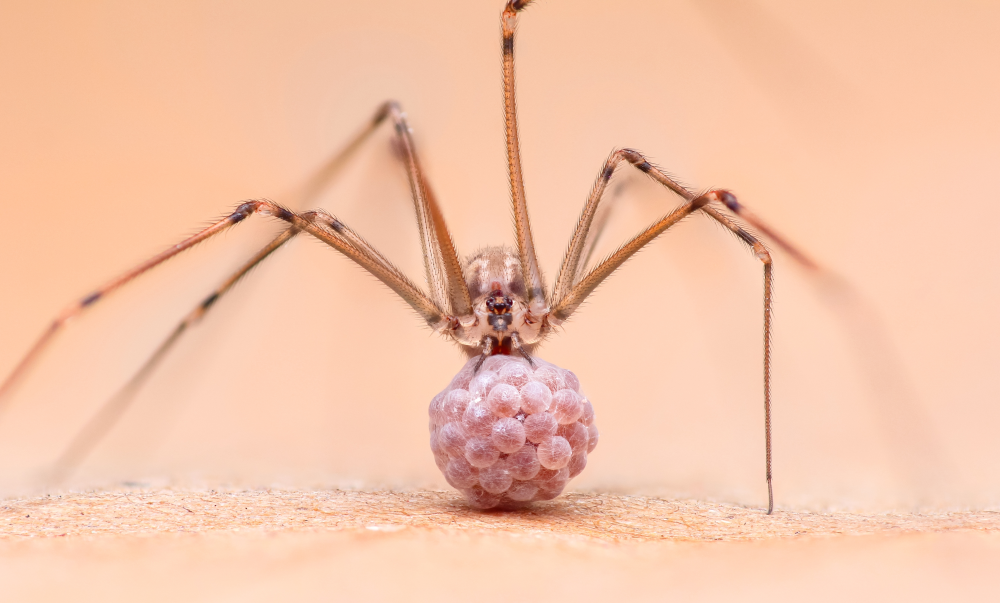 a female Pholcus phalangioides with an egg sac a female Pholcus phalangioides with an egg sac