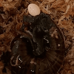 A brown snail laying an a small white egg through a hole in its neck.