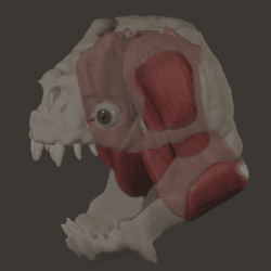 rancor with all its skin removed so you can see the musculature of its jaw