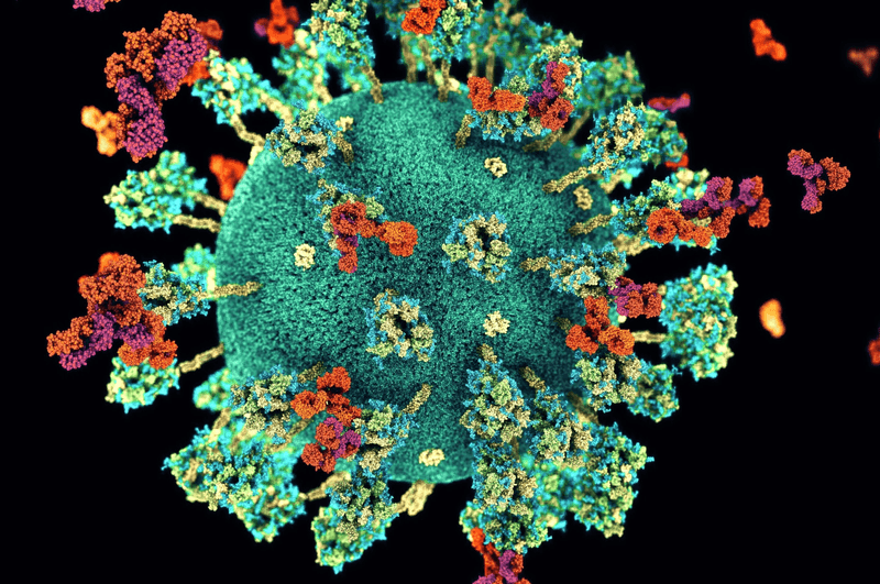 The SARS-CoV-2 virus with antibodies (shown in orange and purple) binding to 'spike proteins' on the virus's surface (shown in teal and yellow). If the spike gets the virus into the cell, there are other proteins to target