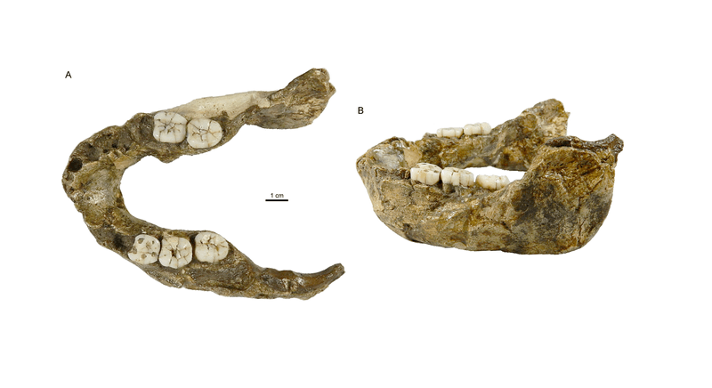 The SK 15 specimen was discovered over 70 years ago in souther Africa cave.