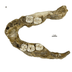 The SK 15 specimen was discovered over 70 years ago in souther Africa cave.