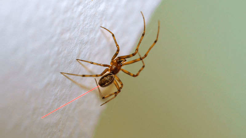 Parasteatoda tepidariorum  on a green and white background, with a red line/ web shooting out it's butt