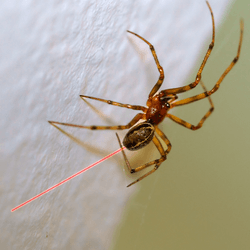 Parasteatoda tepidariorum  on a green and white background, with a red line/ web shooting out it's butt