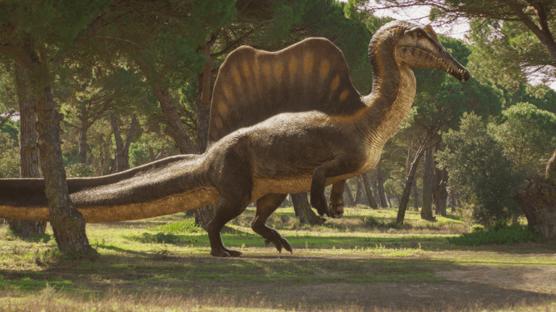 spinosaurus with big sail and paddle-like tail