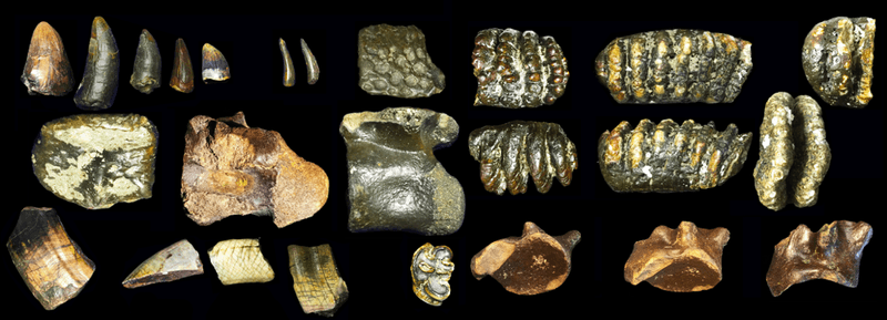 A sample of the bones of many species found at the Sundaland site in what is now the strait between Java and Madura  