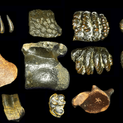 A sample of the bones of many species found at the Sundaland site in what is now the strait between Java and Madura  