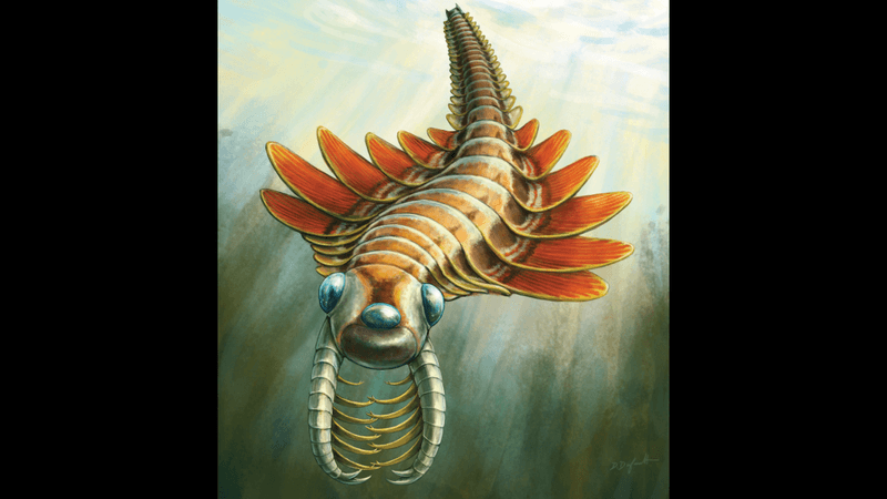 Life reconstruction of Mosura fentoni. It has three eyes and big mandibles