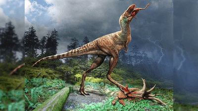 illustration of gorgosaurus eating citipes' legs