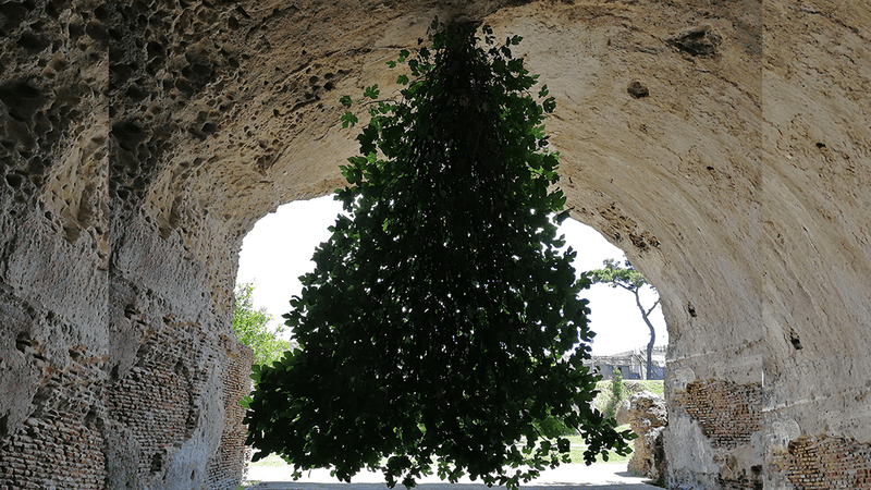 upside down tree