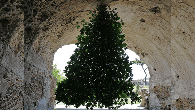 upside down tree
