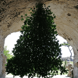upside down tree