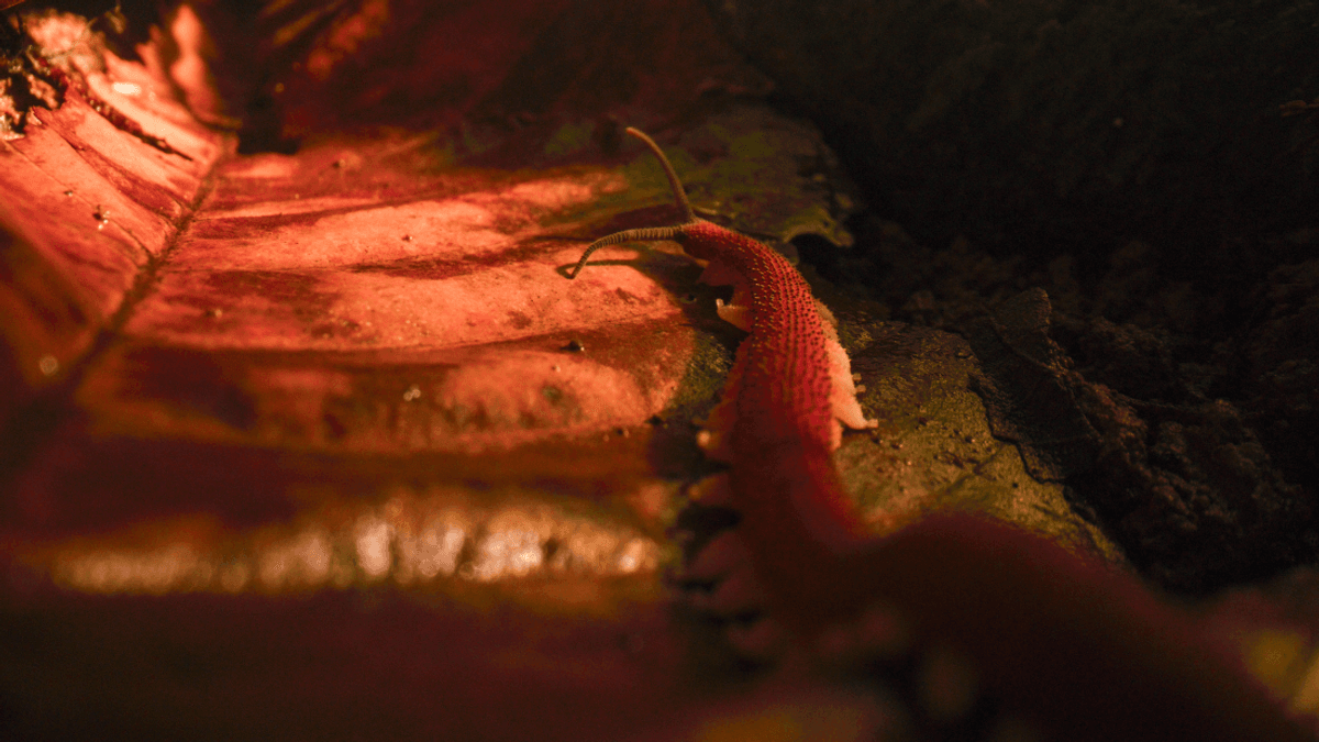 a velvet worm walking across leaf litter