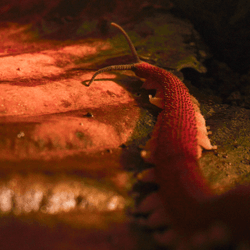 a velvet worm walking across leaf litter
