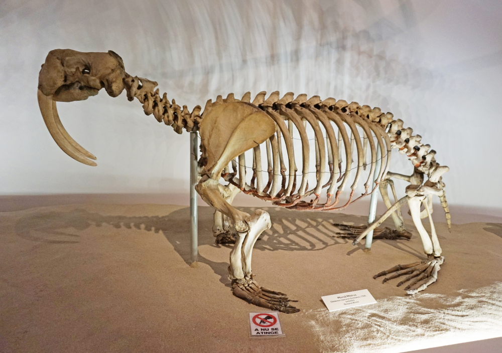 a skeletonized walrus with its large penis bone in-situ between its hips