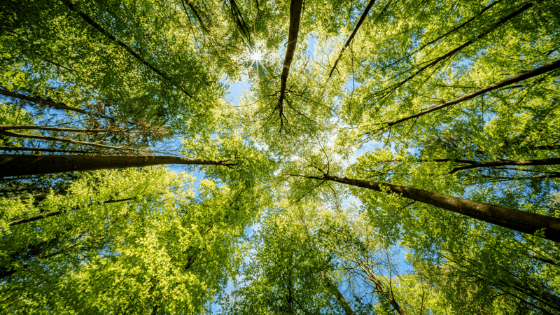a tree canopy in a forest, green trees against blue sky