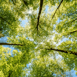 a tree canopy in a forest, green trees against blue sky