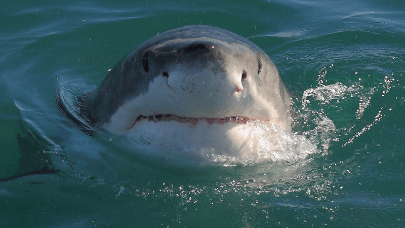 a great white shark poking its head of the water it has big nostrils