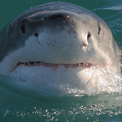 a great white shark poking its head of the water it has big nostrils