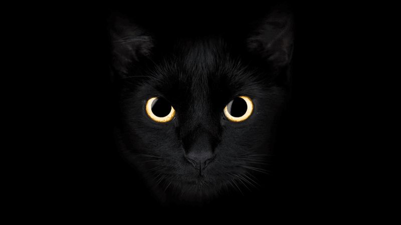 a black cat on a black background, its hard to see except bright yellow cats eyes