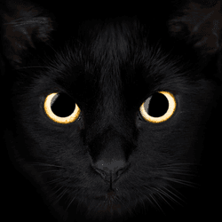 a black cat on a black background, its hard to see except bright yellow cats eyes