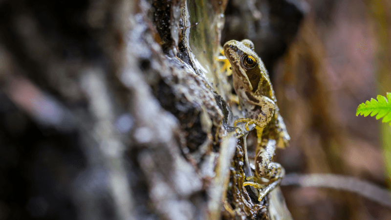 a wood frog on a tree
