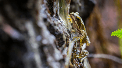 a wood frog on a tree