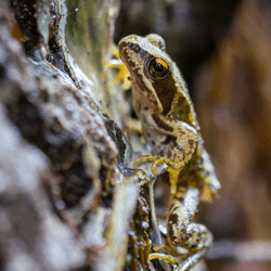 a wood frog on a tree