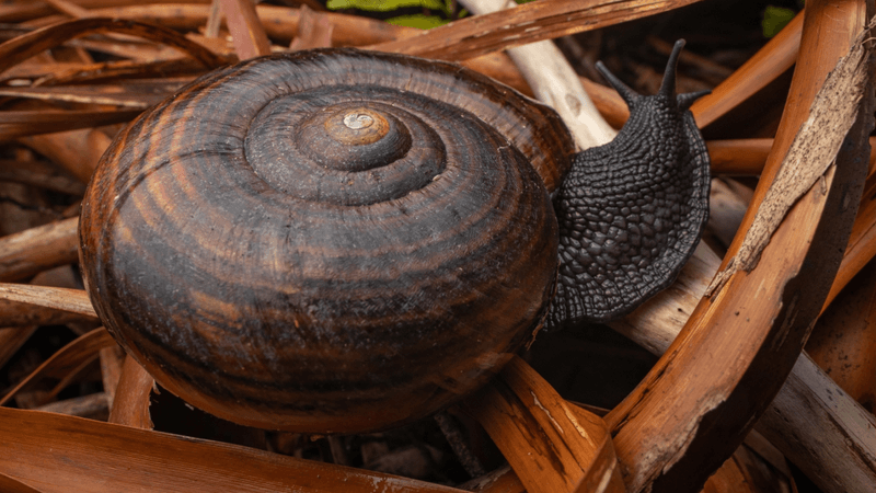 an enormous snail with a black body and a brown shell