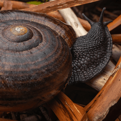 an enormous snail with a black body and a brown shell