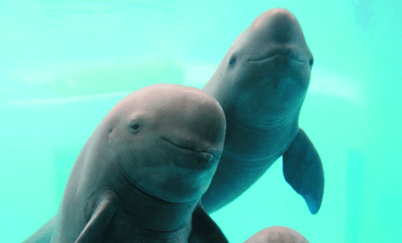 A smiley trio of Yangtze finless porpoise at the Chinese Institute of Hydrobiology, the research group behind this new project.
