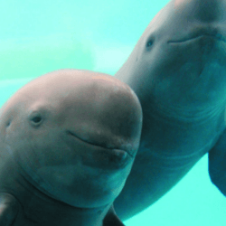A smiley trio of Yangtze finless porpoise at the Chinese Institute of Hydrobiology, the research group behind this new project.